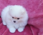 Uvurderlig hvit Pomeranian Dukke For adopsjon